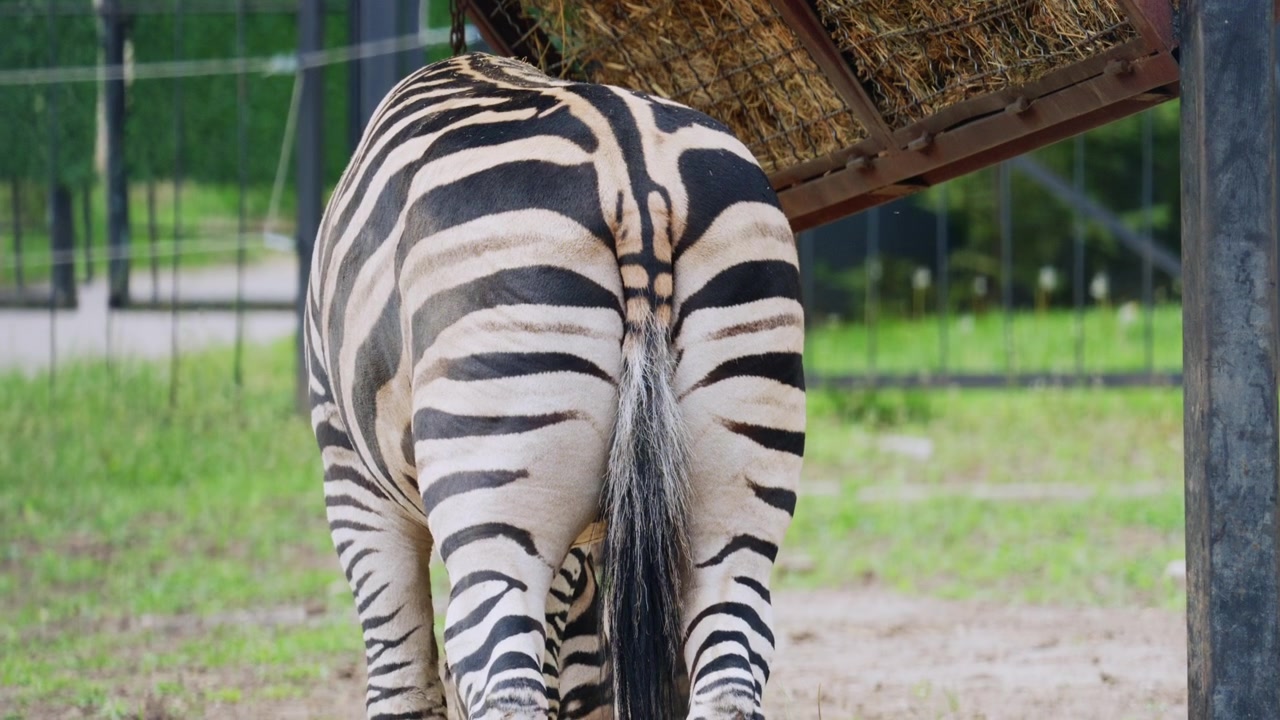Close up rear view of a zebra highlighting its unique stripe pattern while standing near a feeding area