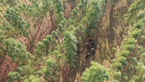 Vista-Aerea-Del-Ganado-En-El-Sistema-Integrado-Lavoura,-Ganado,-Bosque