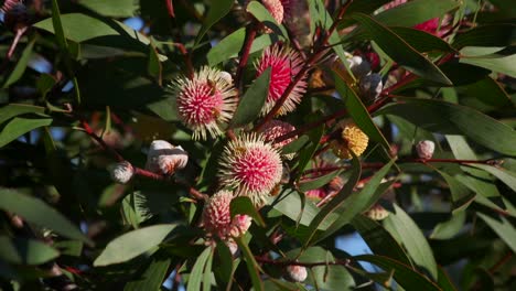 lots of bees flying on hakea laurina plant, daytime sunny maffra, victoria, australia slow motion