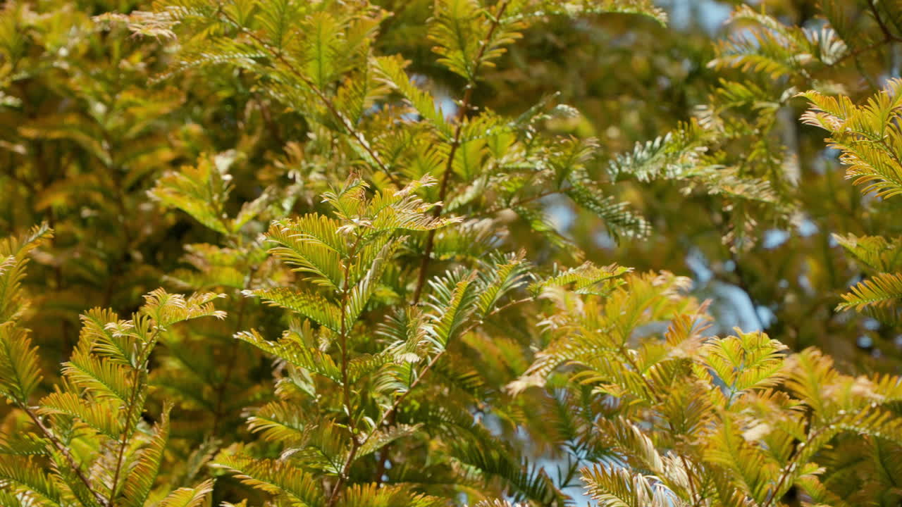 árbol de coníferas de hoja caduca de metasequoia con follaje otoñal se balancean suavemente en viento suave