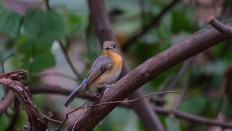 Visto-Desde-Un-Lado-Y-Luego-Salta-Para-Exponer-Su-Parte-Frontal-Mientras-Mueve-La-Cola,-Papamoscas-Azul-Indochino-Cyornis-Sumatrensis-Hembra,-Tailandia