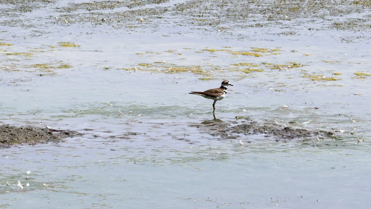 Killdeer in Shallow Water