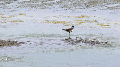 killdeer in shallow water