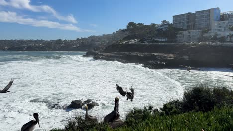 4k footage of pelicans on a cliff resting, flying and landing