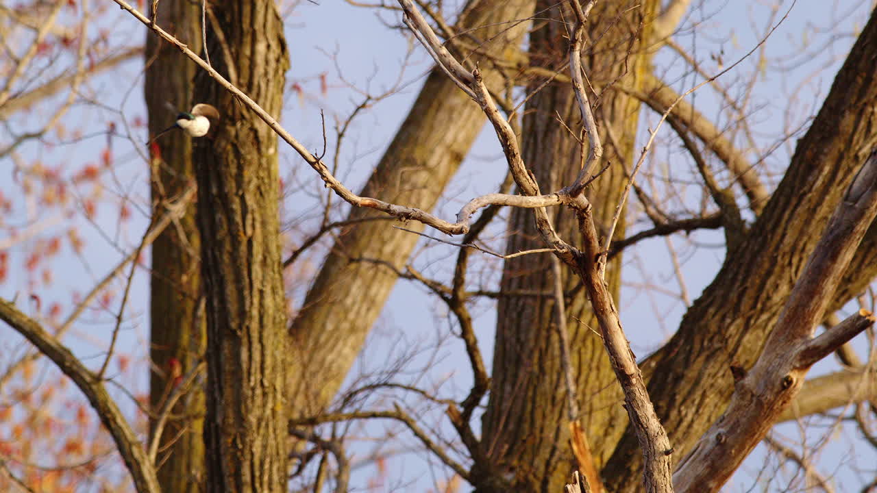 Ethereal slow motion footage of purple martins twirling through sky rituals.