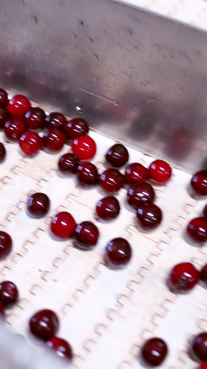 Red ripe berries. Fresh cherries on a conveyor belt. Sweet fruits on the factory. Close-up. Vertical video