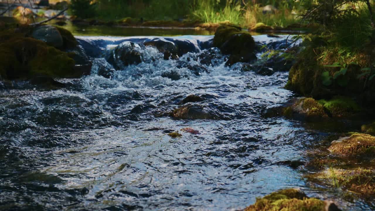 Ruscello di montagna limpido scorre su rocce muschiose, creando piccole cascate. La luce del sole scintilla sull'acqua impetuosa, evidenziando la bellezza naturale. La scena è pacifica e serena