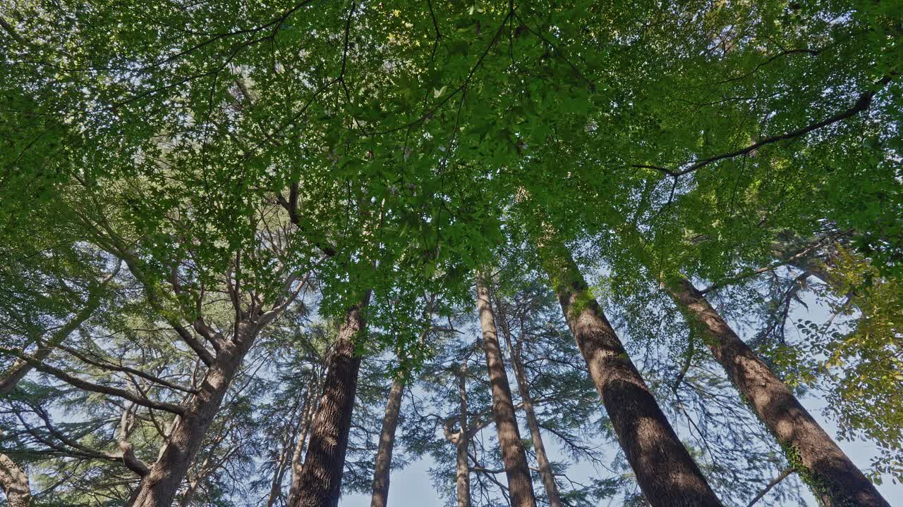 Inquadratura dal basso che guarda verso l'alto attraverso gli alti tronchi degli alberi in direzione di una chioma verde brillante e fitta