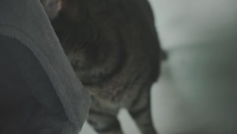 Curious-Domestic-Cat-Behind-The-Couch.-High-Angle