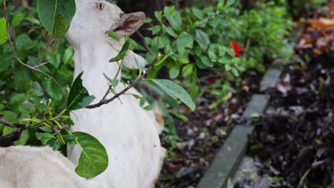 a goat nibbles leaves amidst a garden setting