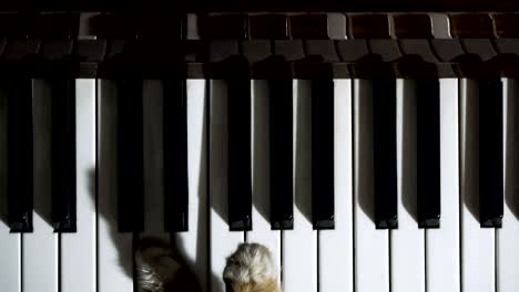 cat plays the piano