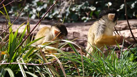 gros plan de jolis bébés singes samiris paissant dans la nature et mangeant de la nourriture au soleil