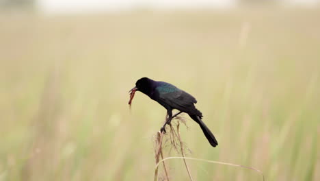 grackle atrapa un gusano y se va volando con él