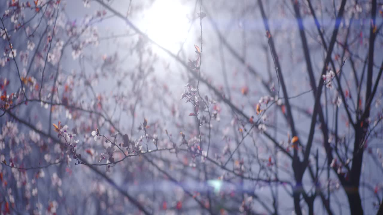 봄에 꽃이 피는 체리