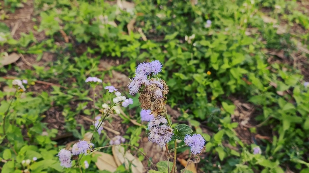 Close-up of Purple Ageratum Flowers in a Garden