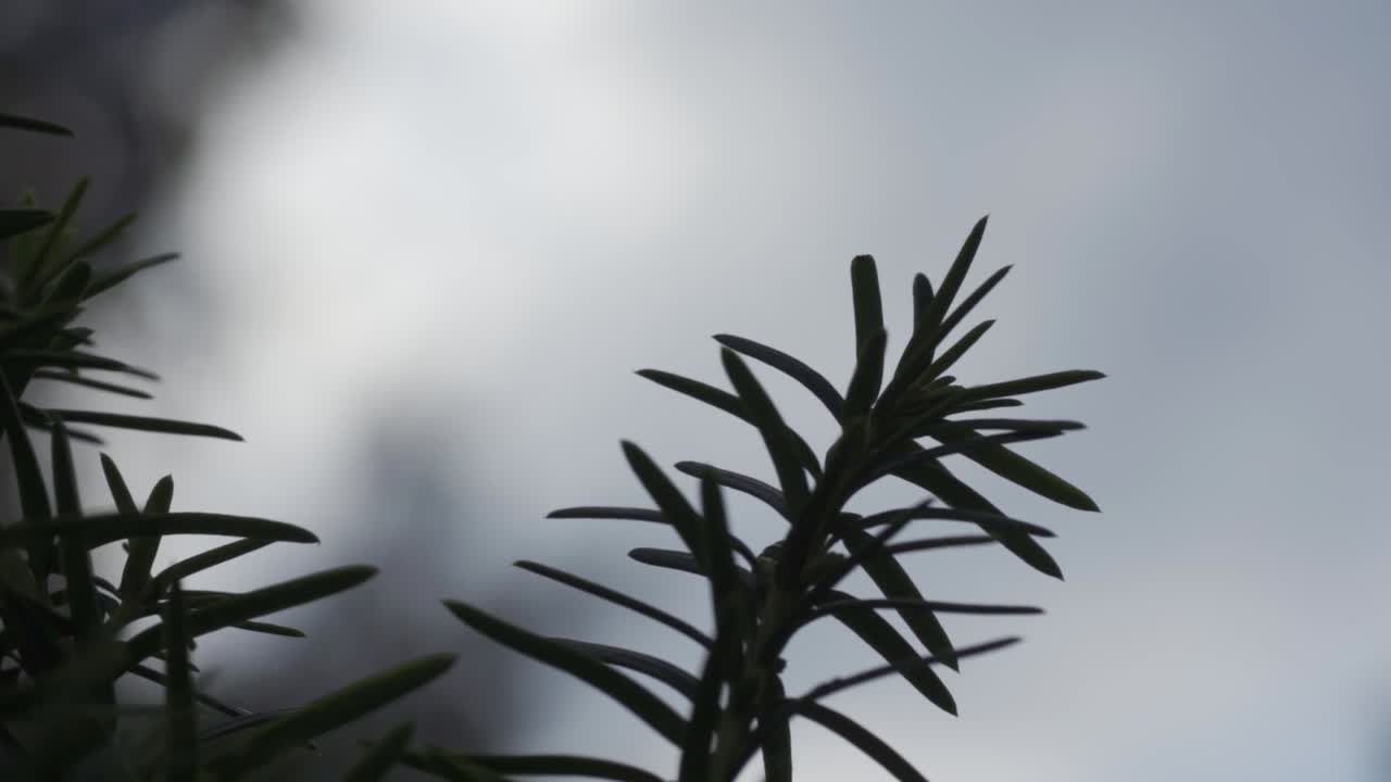 Extreme close up static shot of a branch of a fir tree as it blows in the wind providing a cool and wintry atmosphere in a cool and dreary weather