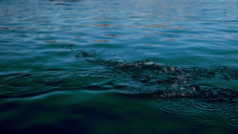close up of atlantic salmon jumping out of the water