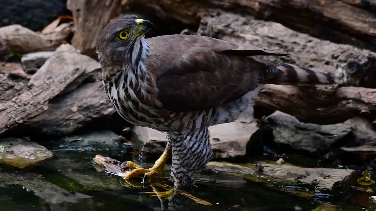 el azor crestado es una de las aves rapaces más comunes en asia y pertenece a la misma familia de águilas, aguiluchos