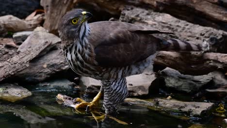 the crested goshawk is one of the most common birds of prey in asia and belonging to the same family of eagles, harriers