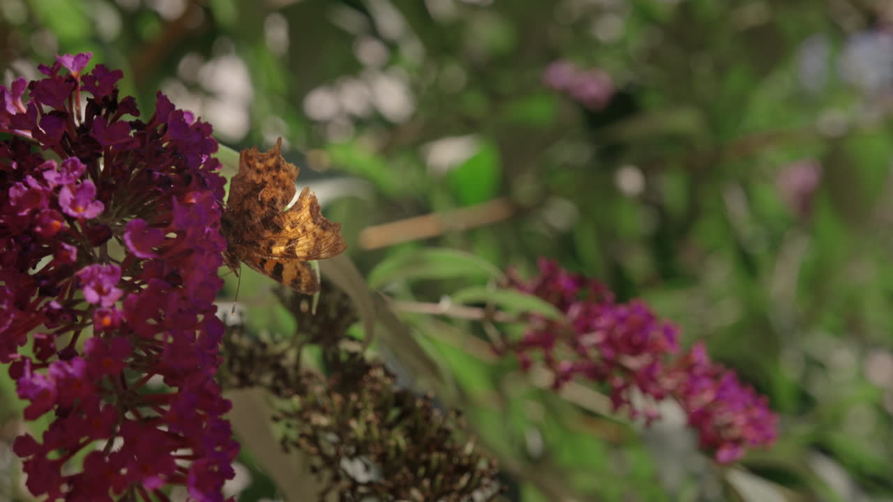 Closeup of an butterfly on a pink buddleja flower, 240fps