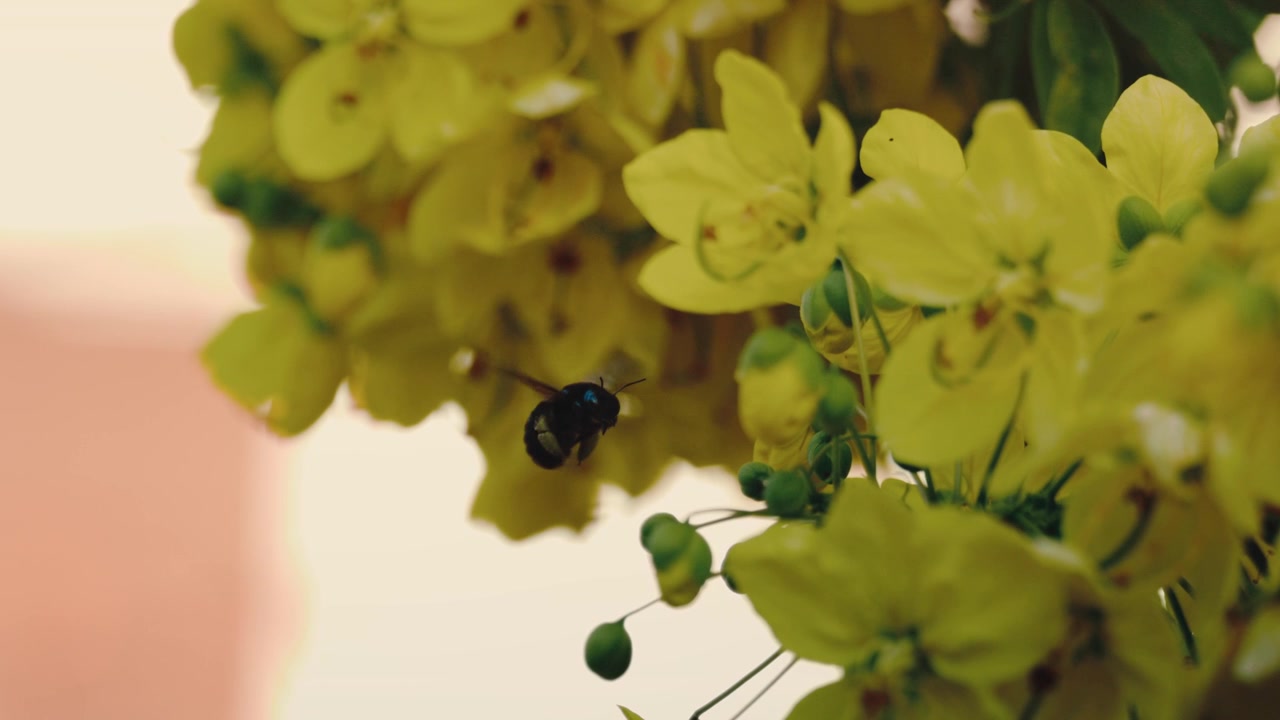 Carpenter bee flying toward hanging yellow blossoms in slow-motion macro at sunset; wildlife content, eco campaigns, pollination and habitat storytelling.