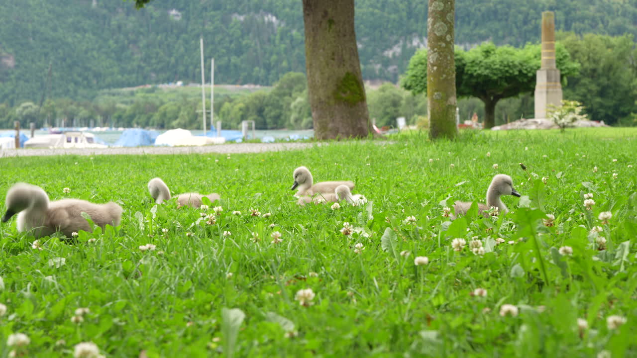 Adorable baby swans walking and feeding on green grass by Walensee lake in Switzerland, calm wildlife view with mountains and nature in summer