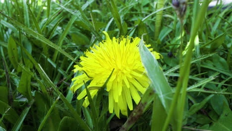 una flor de diente de león en la hierba