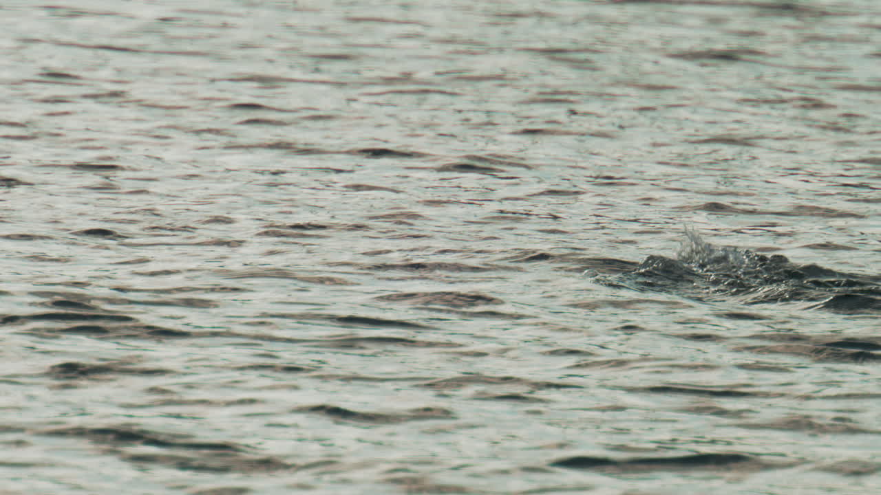 A cormorant swims among jumping fish, diving and resurfacing as it hunts