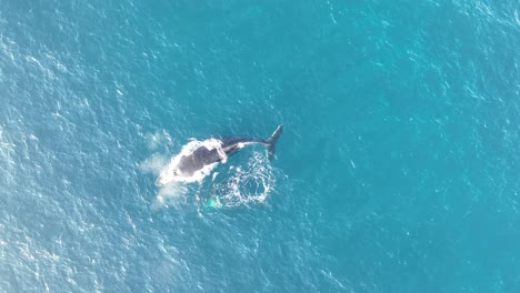 Ballenas-Nadando-En-La-Superficie-Del-Océano-Azul-En-La-Isla-North-Stradbroke,-Toma-Aérea-De-Arriba-Hacia-Abajo-De-Una-Ballena-Madre-Y-Cría-4k-Qld,-Australia