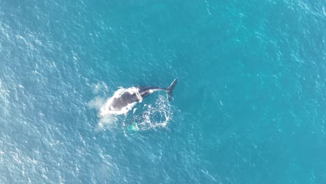 whales swimming on surface of blue ocean in north stradbroke island, top down aerial drone shot of mother and calf whale 4k qld, australia