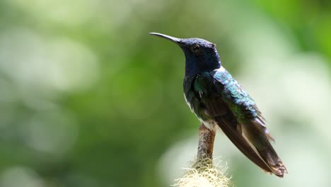 pájaro jacobino de cuello blanco junto a su nido en el bosque