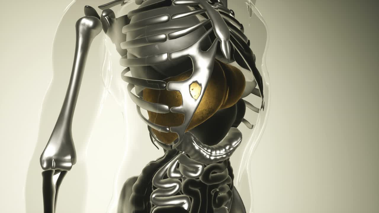 модель человеческой печени со всеми органами и костями