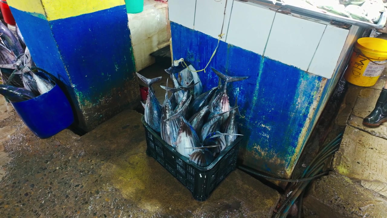 Fresh small tuna displayed for sale at Puerto Princesa Public Market