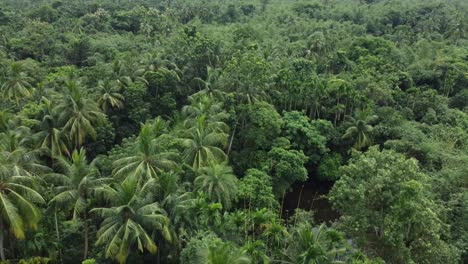 Vista-Aérea-De-Una-Especie-De-Selva-O-Bosque-De-Color-Verde-Intenso.