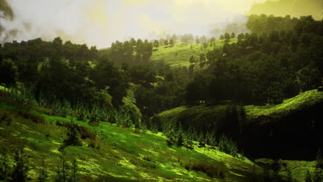 lush green hills illuminate under golden sunlight in tranquil landscape