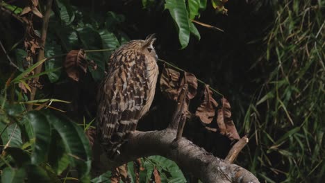 Ausruhen-Und-Seinen-Kopf-Nach-Links-Drehen,-Während-Er-Auf-Einem-Ast-Sitzt,-Von-Seinem-Rücken-Aus-Gesehen,-Buffy-Fish-Owl-Ketupa-Ketupu,-Thailand