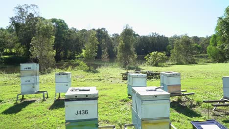 static shot of australian worker bees going in and out of bee hive box in nature