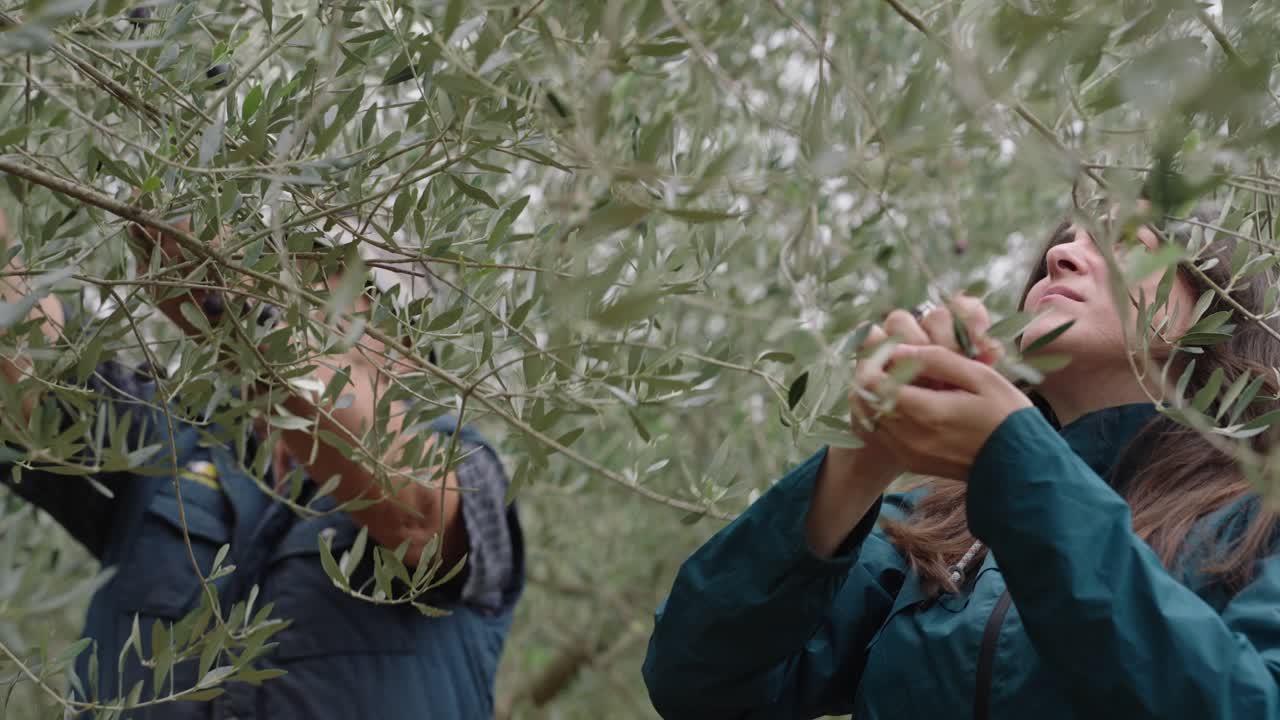 People In Olive Orchard Collecting Fruit In The Harvest Season. Close-up Shot