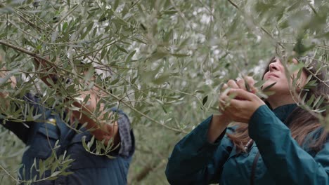 people in olive orchard collecting fruit in the harvest season. close-up shot