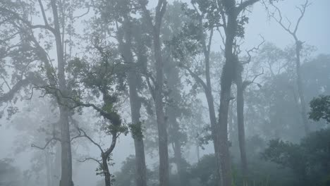 Misty-Mysterious-Blue-Forest-of-Trees,-Moody-Atmospheric-Chitwan-National-Park-Landscape-Scenery-in-Nepal-in-Asia,-Thick-Fog-on-a-Foggy-Morning-with-Mist