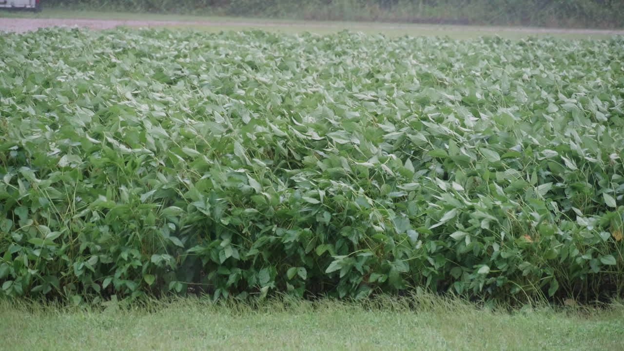 허리케인 피렌체의 콩밭