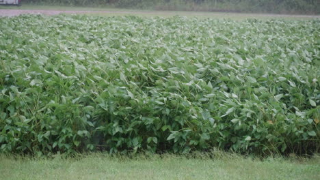 Bean-field-during-Hurricane-Florence