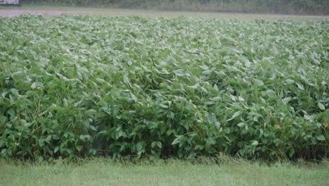 campo de frijoles durante el huracán florencia