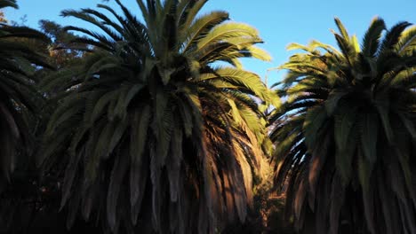 drone shot of multiple palm trees panning left during golden sunset hour with clear blue skies in los angeles, california park