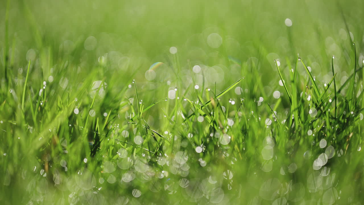 Macro shot of dew on grass