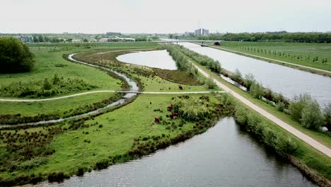 drone footage of flying close the wild cows near the river and canal