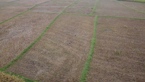 Drone-Da-Vueltas-Alrededor-De-Un-Par-De-Grúas-Sarus-En-El-Campo-En-Una-Buena-Tarde