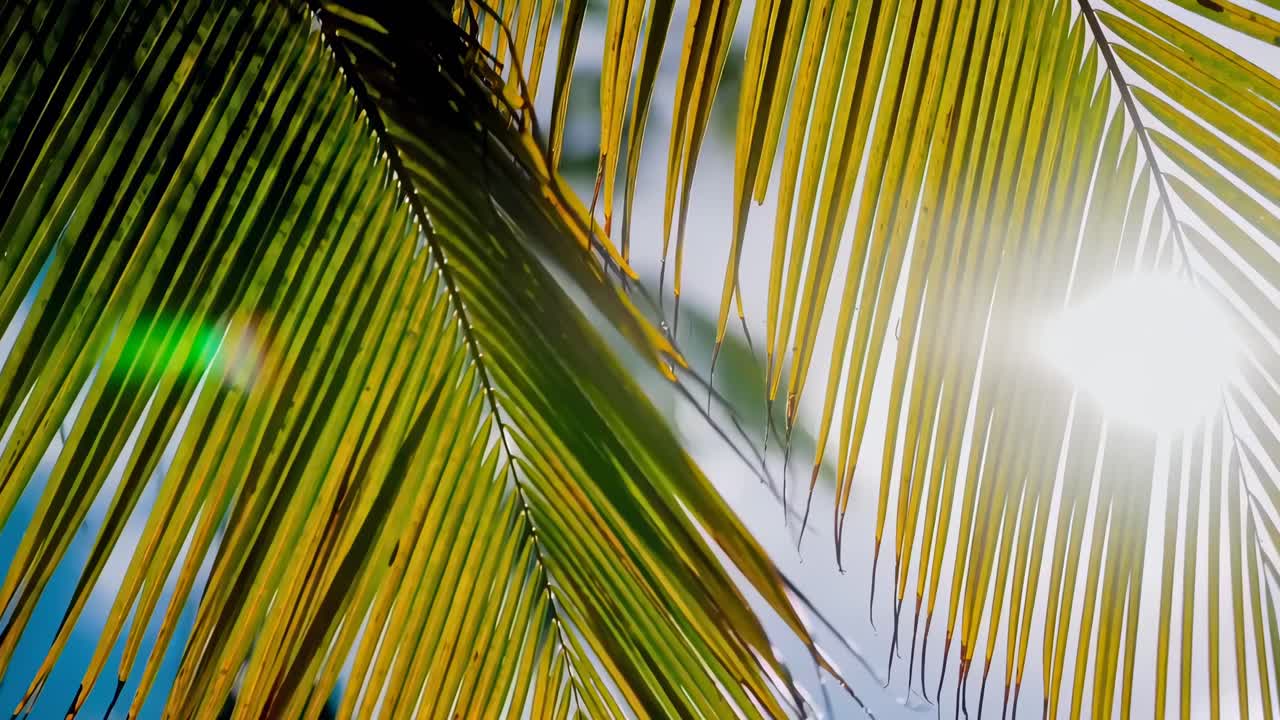 ヤシの葉の間から太陽光が差し込む、穏やかな熱帯の動画を下から撮影しました。