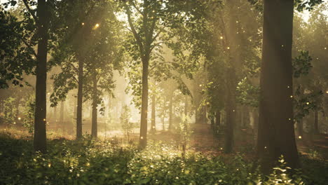 a magical forest path bathed in sunlight and mist