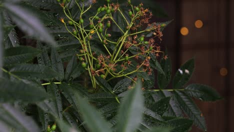 close up of dew covered green leaves / leaf, nice lighting / bokeh in the background, garden shot